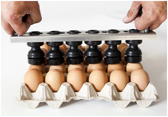 altili yumurta damgasi